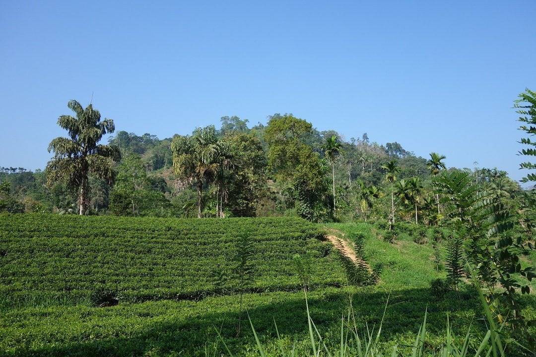 Sinharaja, Sri lanka