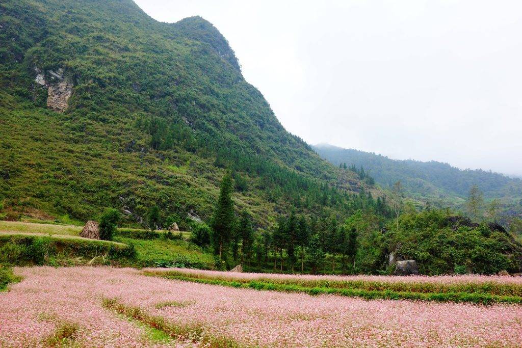 Flax field - Vietnam - Ha Giang