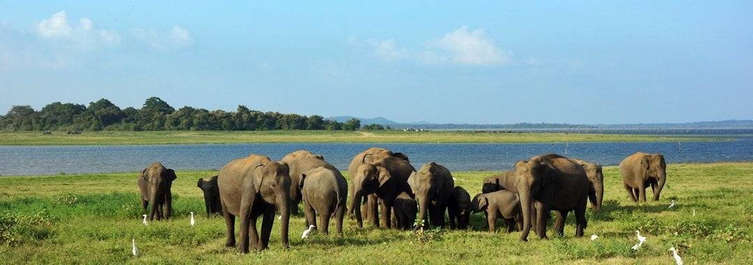 Kaudulla National Park: Meeting wild elephants