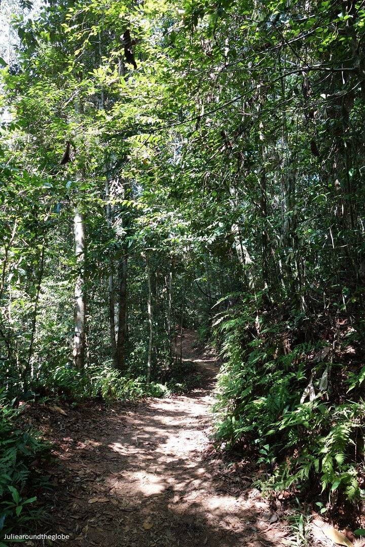 Deep into the jungle, Sinharaja Rain Forest, Sri Lanka