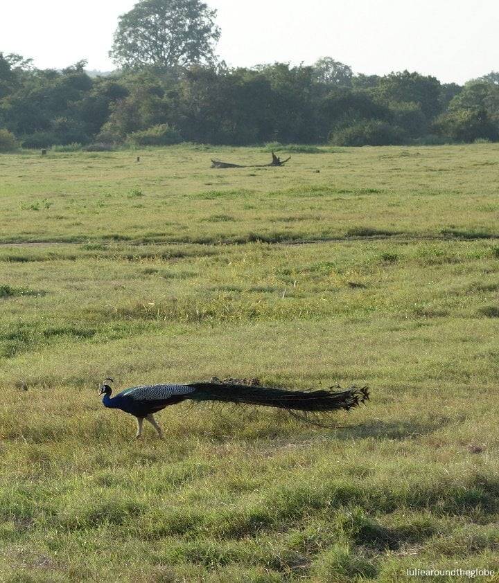 Peacock, Kaudulla National Park, Sri Lanka