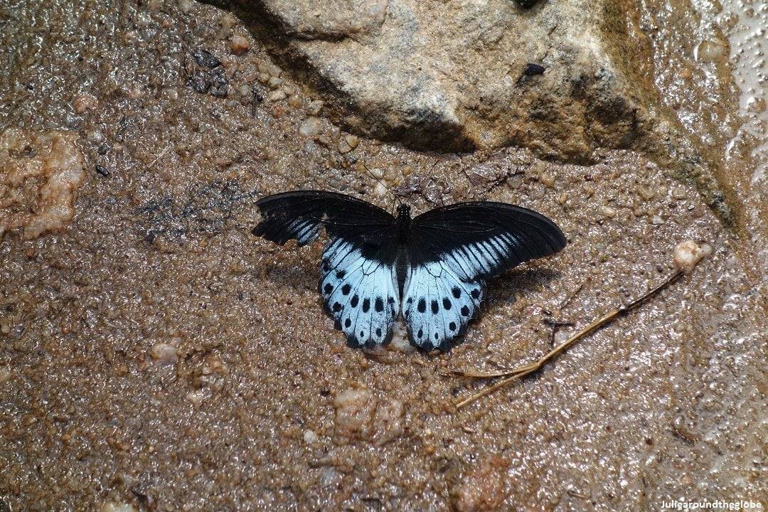 Butterfly, Kaludiya Pokuna, Sri Lanka