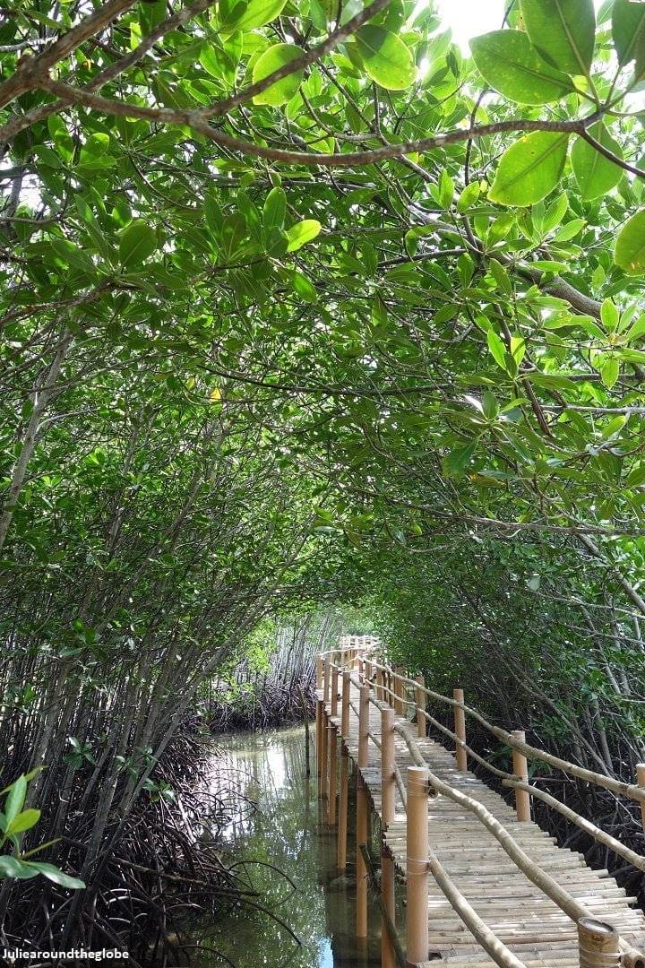 Obo-Ob mangrove sanctuary, Bantayan, Philippines 2