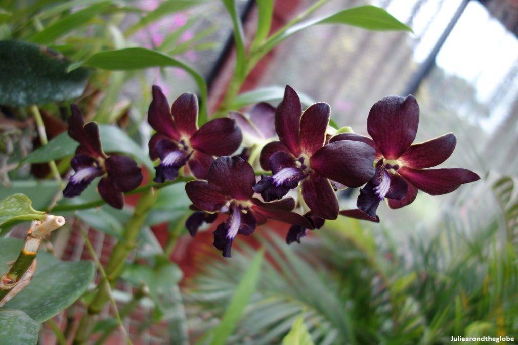 Orchids, Peradeniya Royal Botanical Garden, Kandy, Sri Lanka