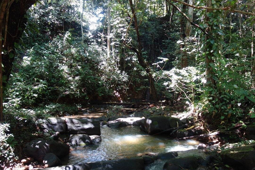 Jungle, Bornéo