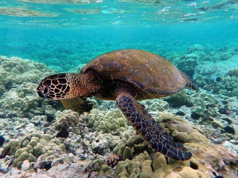 Sea turtle, Sulawesi tourist attractions, Indonesia