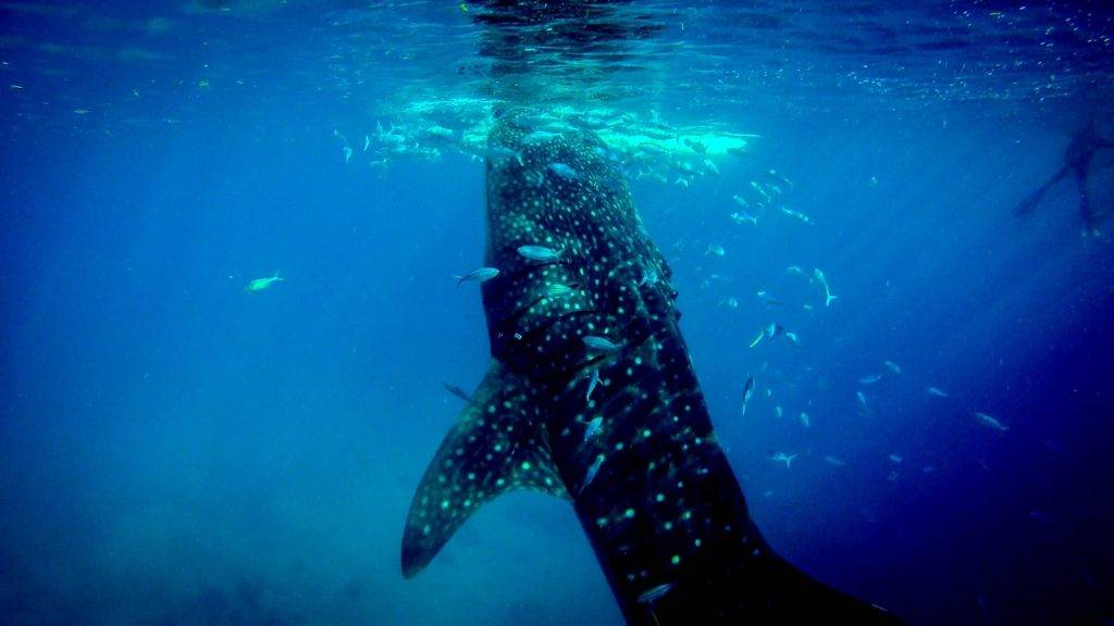 Oslob whale sharks watching