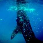 Oslob whale sharks watching Oslob whale sharks watching