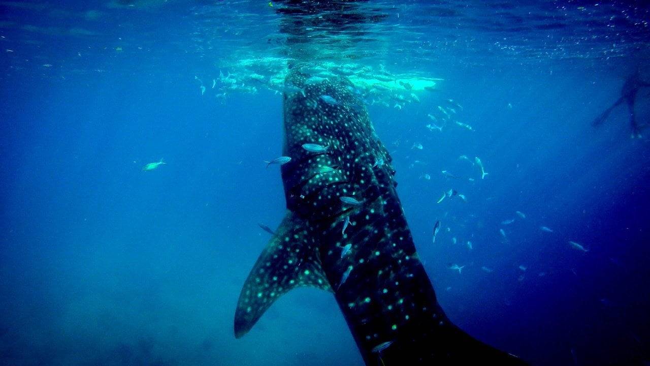Oslob whale sharks watching