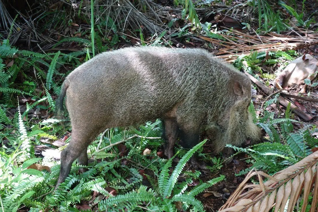 Wild Boar Bako National Park Tour Kuching