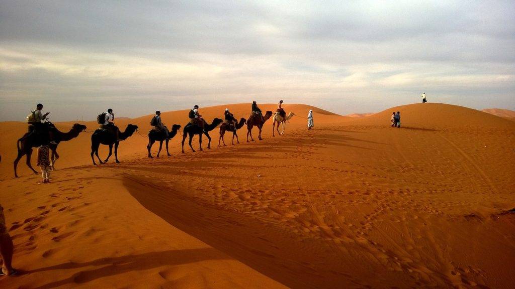 Camels, sahara