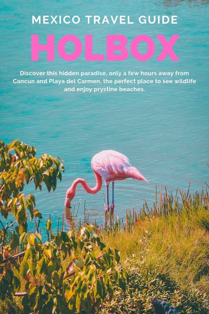 Discover the best things to do in Holbox, from snorkeling with whale sharks, seeing dolphins and flamingo to trekking to deserted beaches, this guide got you covered. #mexico #yucatan #wildlife #holbox