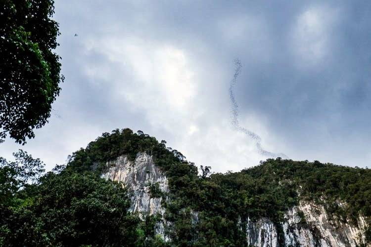 Bat exodus in Gunung Mulu National Park, Malaysia