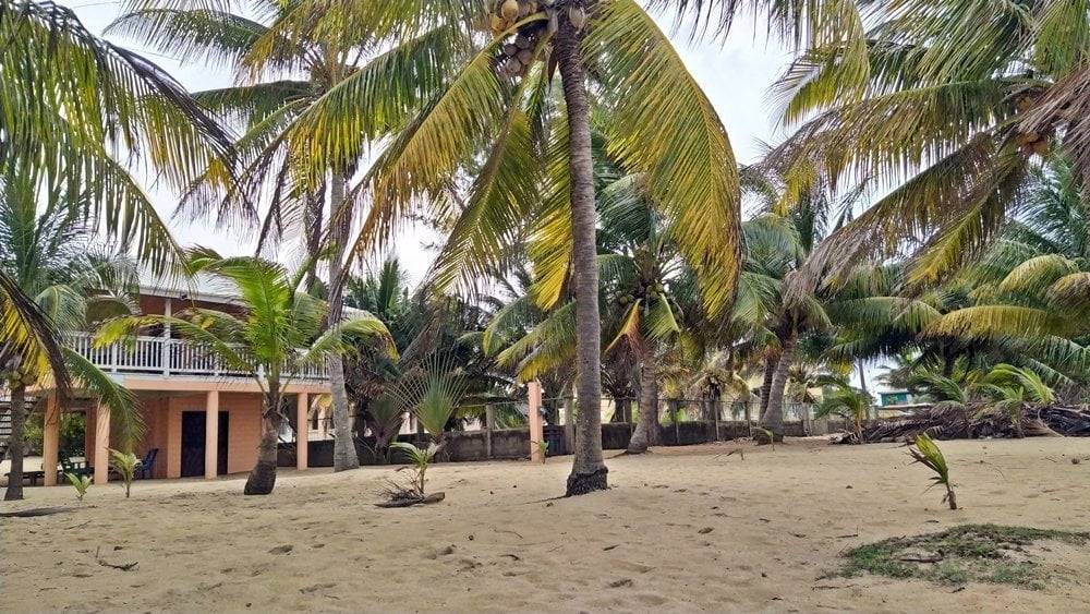 Beach and palmtrees in Hopkins, Belize