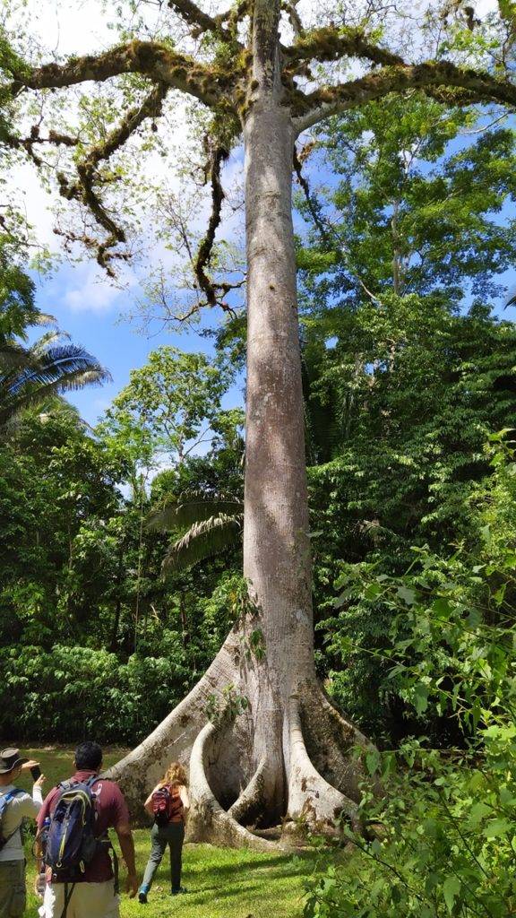 Ceiba tree Belize