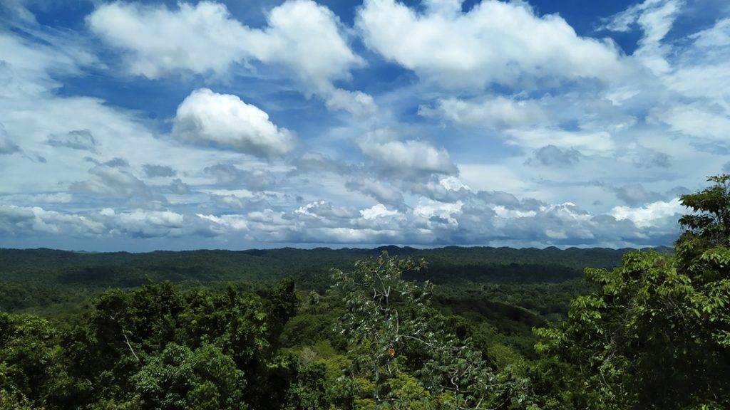 Jungle, rainforest, caracol, Belize