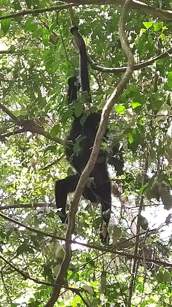 Howler monkey, River monkey, Placencia, Belize