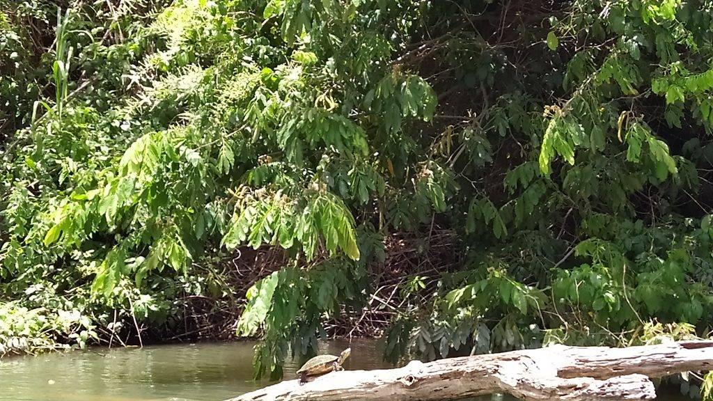 River monkey, Placencia, Belize