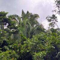 Jungle near San Antonio, Toledo, Belize