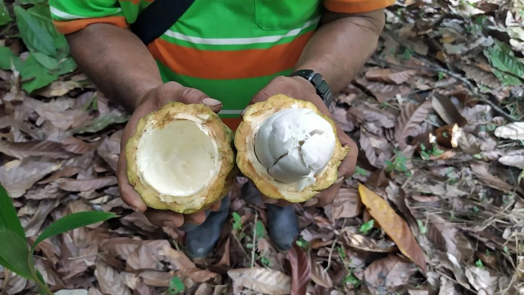 Cacao fruit in Punta Gorda, Belize