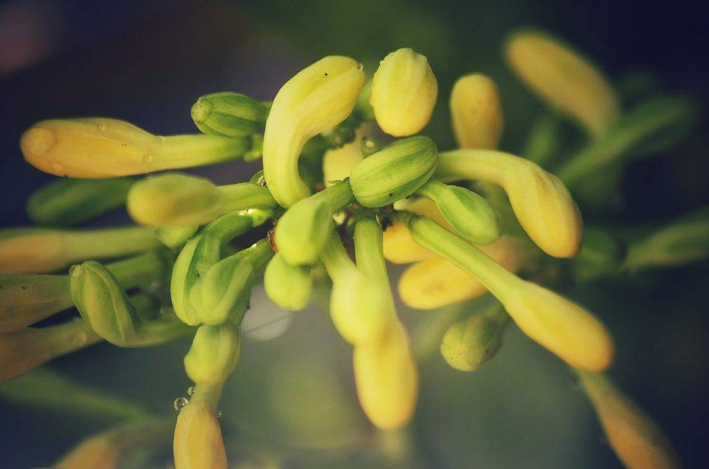 Papaya flowers