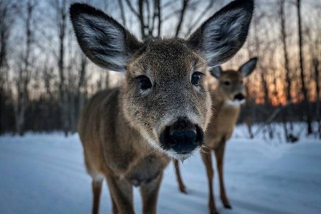Wildlife, Canada in Winter