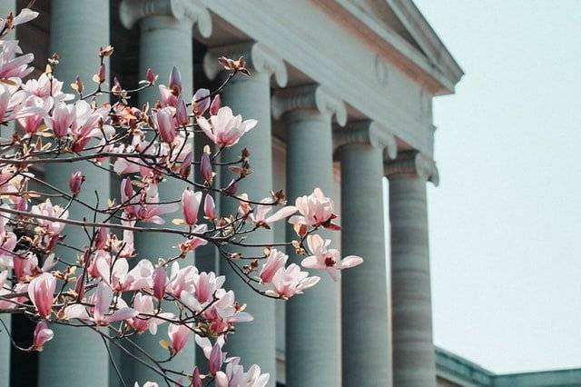 Washington DC, Cherry blossoms