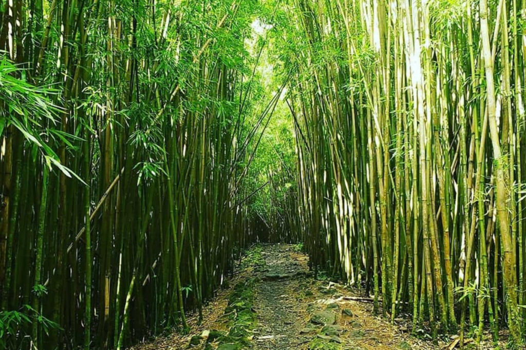 bamboo forest, Hawai