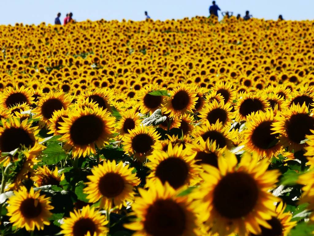 Sunflower field in Lawrence, Kansas 