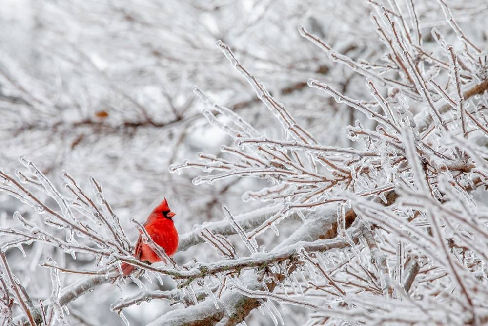 Cardinal bird in winter