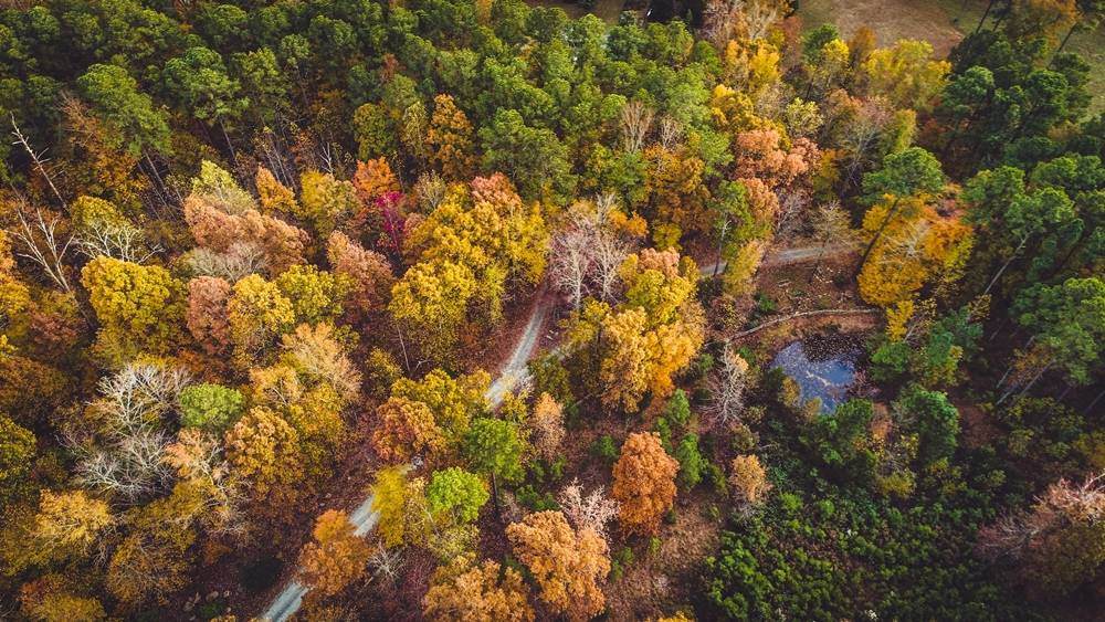 Forest near Chapel Hill, NC
