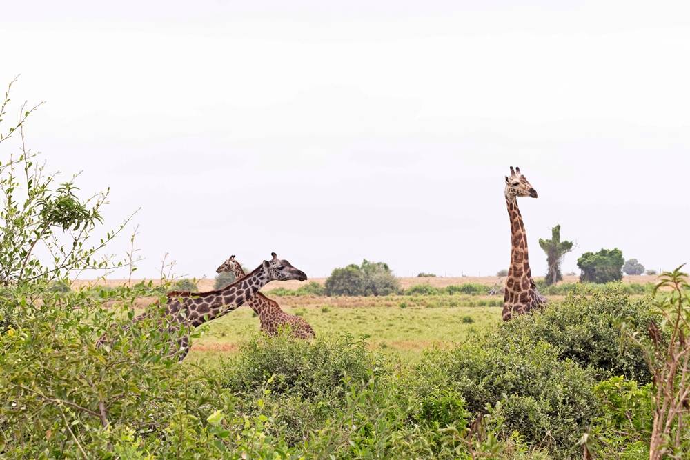 Giraffes in Tsavo East National Park
