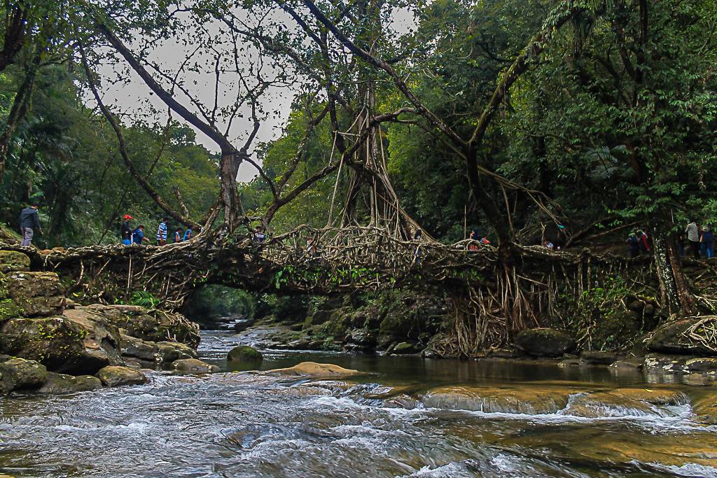 Living Root Bridge, Meghalaya, India