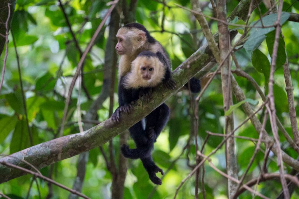 Monkeys in La Fortuna, Costa Rica