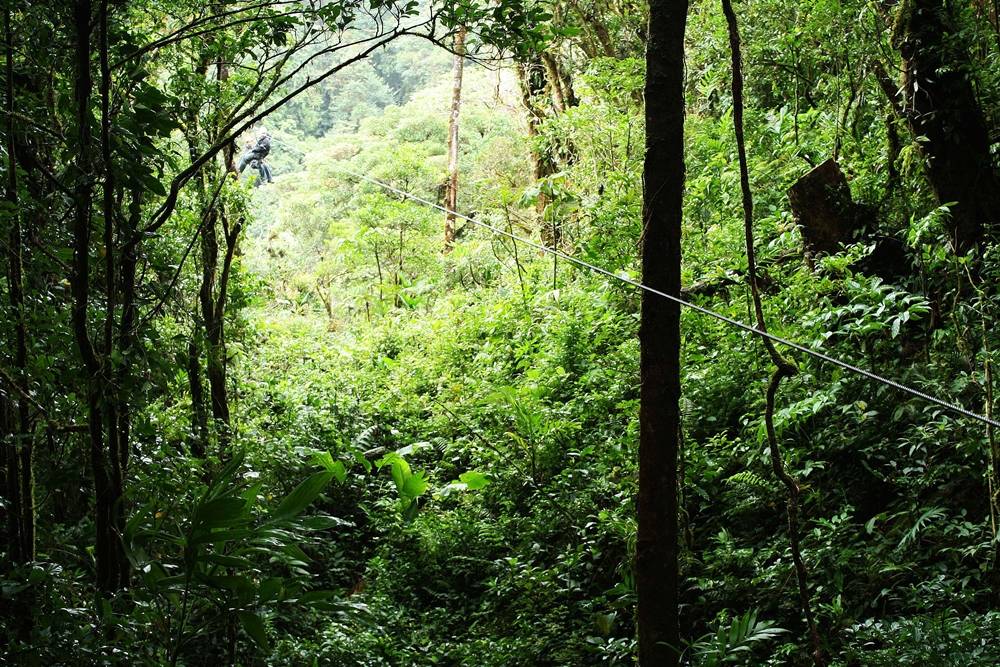 Ziplining through the rainforest