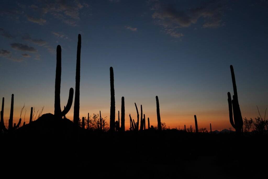 Saguaro Ntl Park Sunset