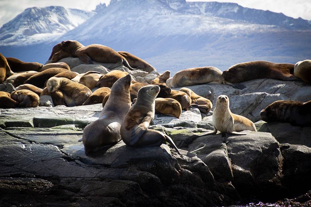 Seals in the Beagle Channel