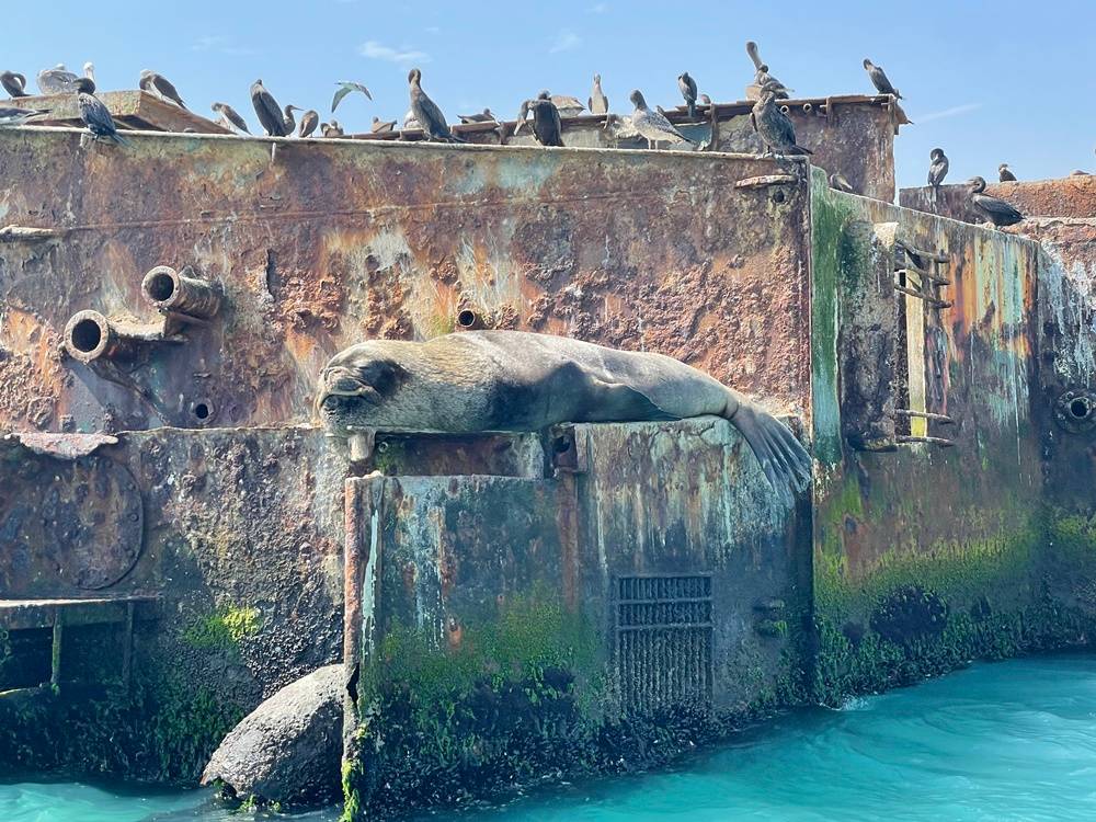 Paracas Sea Lion