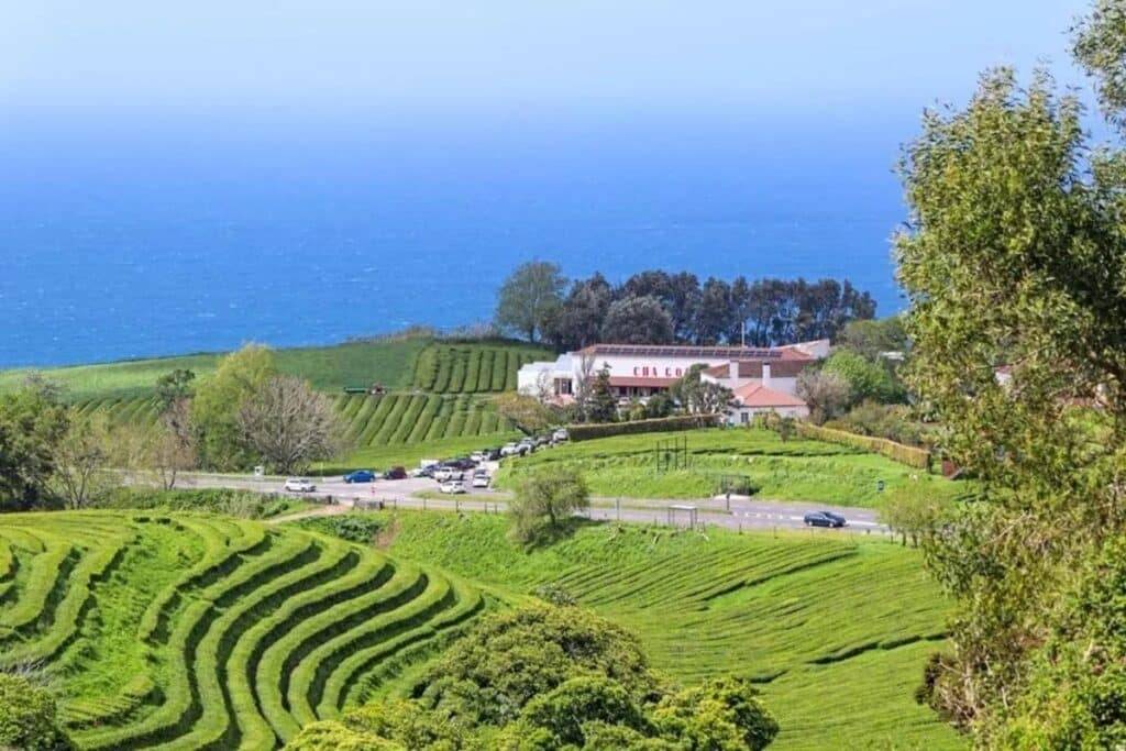 Gorreana Tea Factory, Sao Miguel Portugal