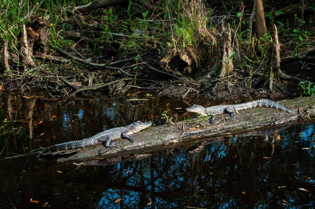 Gators in Louisiana's bayou