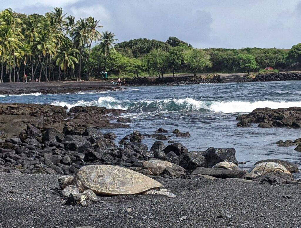 seat turtles at punalu'u beach, Big Island, Hawaii