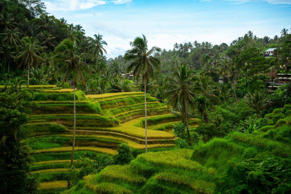 Tegalalang Rice Terraces, Bali