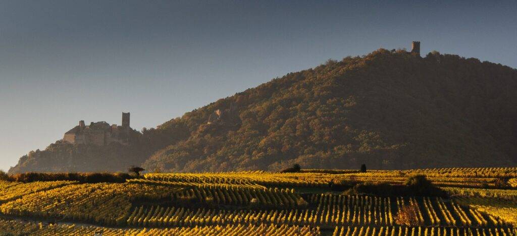 Vineyards in Alsace