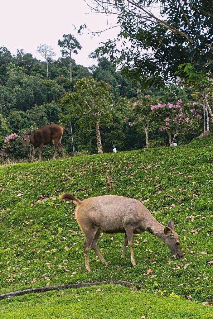 Khao Yai National Park