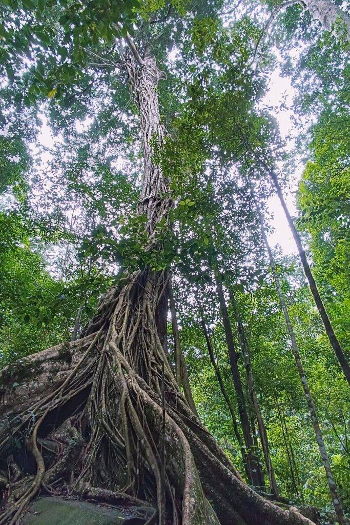 Khao Yai National Park
