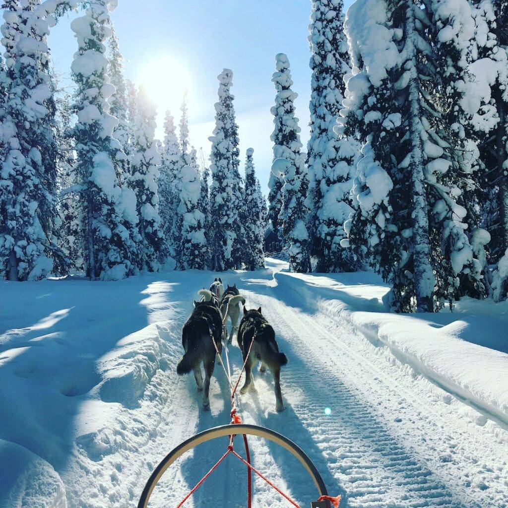 A husky ride through the winter snow in Lapland, Northern Finland