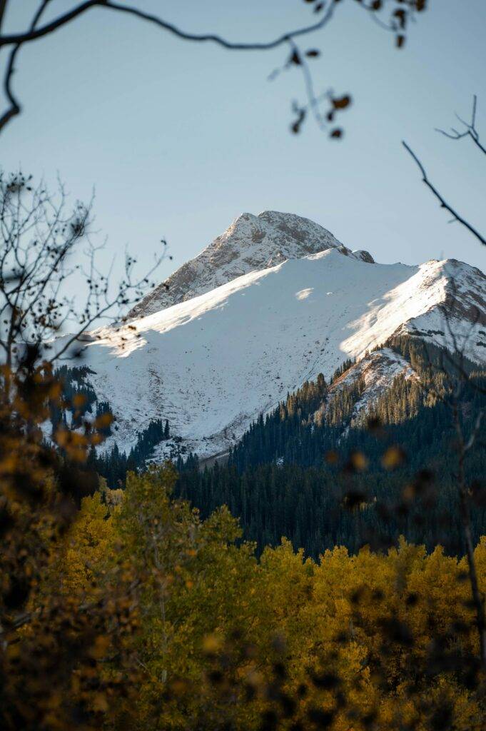 Aspen in the Fall