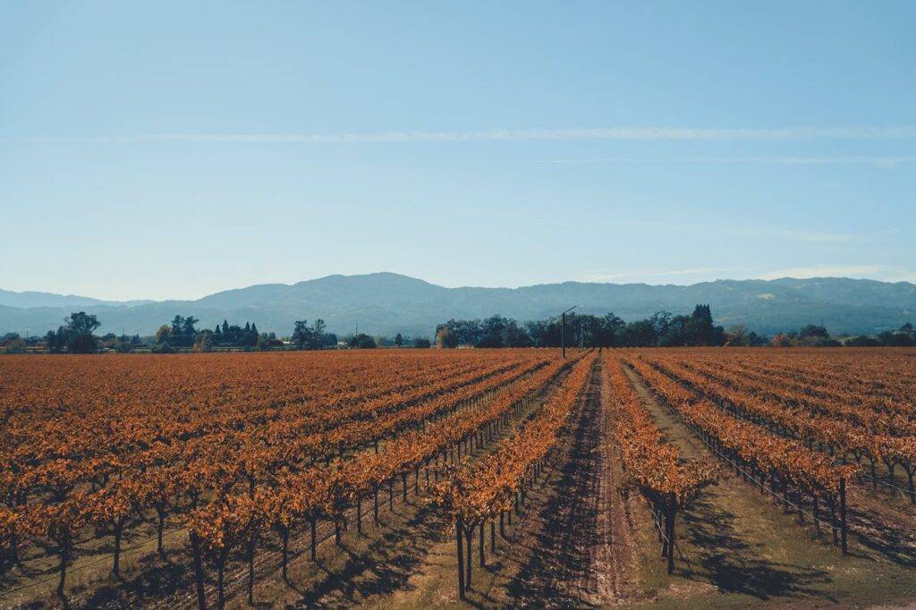 Napa Valley in the fall