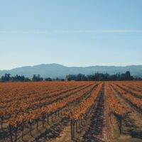 Napa Valley in the fall