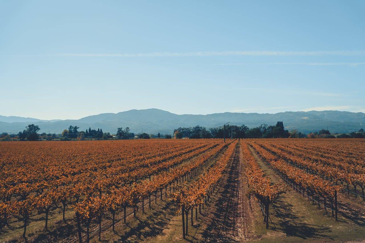 Napa Valley in the fall